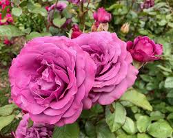 tips for growing healthy roses