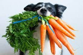 14 Vegetables Dogs Can Eat And May