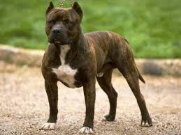We believe in breeding for ourselves and to produce quality, sound, american staffordshire terriers. American Staffordshire Terrier Facts Pictures Puppies Temperament Breeders Animals Adda