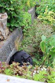 Stop Cats From Pooping In The Garden