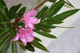 Here's the full list to refresh your memory: Common Oleander Pink Flowers Latin Name Nerium Oleander Stock Photo Picture And Royalty Free Image Image 108392450
