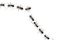 Ameisen im haus mit klebestreifen beseitigen 9 eine weitere möglichkeit: Invasion Der Insekten