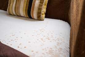 how to clean up mold on sofa updated
