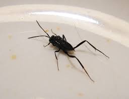 black flying insect with tapping tail