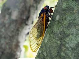 @conspiracystuff new cicada 3301 puzzle? Cicada Invasion After 17 Years Underground Billions To Emerge This Spring Abc News