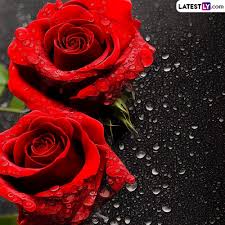rose day 2023 greetings and images