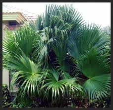 How To Identify Species Of Palm Trees
