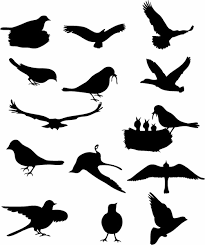 bird vectors free 3 677