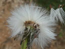 Sonchus maritimus L. (World flora) - Pl@ntNet identify