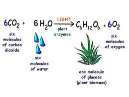 Bio Photosynthesis Quiz Flashcards