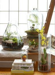 the 12 best terrarium plants to grow in