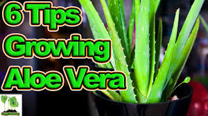 If the answer to any of these questions is. 6 Tips To Growing Aloe Vera Youtube