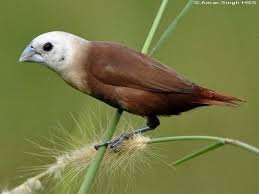 Burung yang berasal dari australia ini memiliki warna bulu yang sangat indah. Gambar Burung Pipit Bondol Dan Gelatik Indonesia Alamendah S Blog