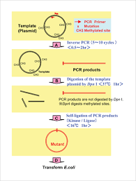 Products Cloning Gene Analysis Kod Plus Mutagenesis