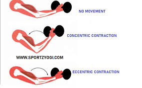 types of muscle contractions anatomy