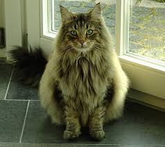The norwegian forest cat is an attractive cat with a pretty coat and good looks. This Is A Norwegian Forest Cat They Often Get Confused For Being Fat Or Overfeed But They Are Actually Just Extremely Fluffy Due To The Cold Climate They Come From Interestingasfuck