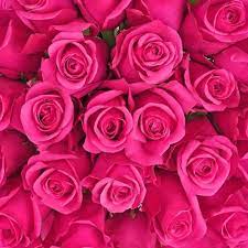 majentha dark pink rose hotshot at rs