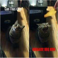 Related wallpapers grumpy cat, meme. Cat Will Has Chip Memes