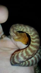 baby snake bites aussie pythons