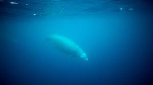 beaked whales are the deepest divers