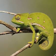 is a chameleon changing colors as it