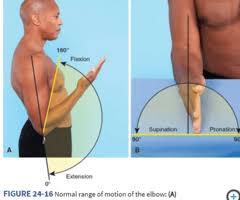 musculoskeletal system flashcards