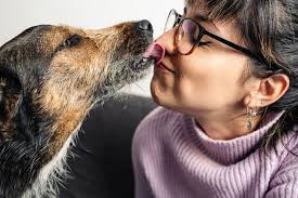 why do dogs lick you possible meanings