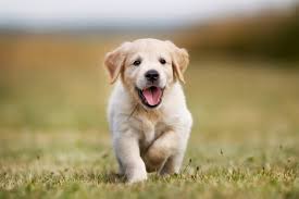 Recherche goldens is a dedicated english cream golden retriever breeder and trainer. Mini Golden Retriever 6 Things To Know Before Buying Perfect Dog Breeds