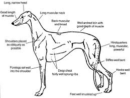 Greyhound Morfology