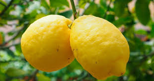 Limon en çok ege ve akdeniz bölgesinde yetişir. Limon Agacinin Gubreleme Sulama Ve Budanmasi Ile Bakimi Onerileri