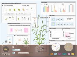 Plantae Review Crop Breeding Technologies To Feed The