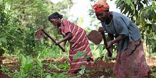 L'agriculture emploie 62% des femmes actives en Afrique | L'Economiste