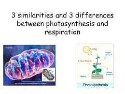 Differences Between Photosynthesis