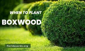 When To Plant Boxwoods Boxwoods
