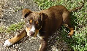 About 0% of these are artificial crafts, 0% are carving crafts, and 0% are christmas decoration supplies. Australian Kelpie Breed Information