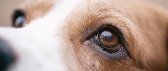 corneal ulcers a pet owner s guide for
