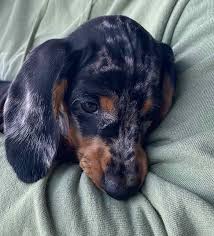 dapple dachshund they are not just a