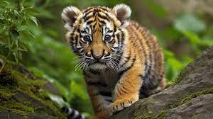 baby amur tiger hd photography photo
