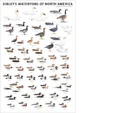Sibley S Waterfowl Of North America Poster