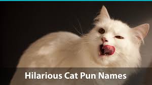 Some of these puns are so dumb they actually become funny. Top 100 Funny Cat Names Historical Puns Pop Culture Inspired