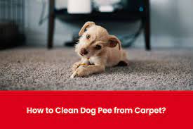 how to clean dog from carpet