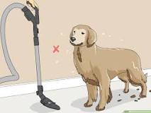 can-i-vacuum-my-dog