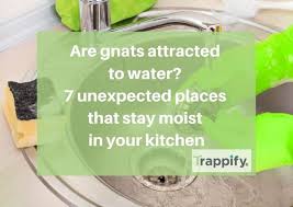 Are Gnats Attracted To Water 6 Places
