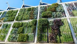 Why Vertical Gardening Is The Best