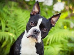 boston terrier dog breed info