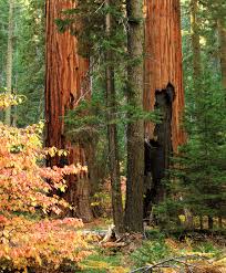 giant sequoias sequoia kings canyon