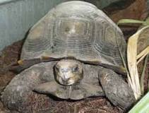 Image result for Burmese black Mountain tortoise description