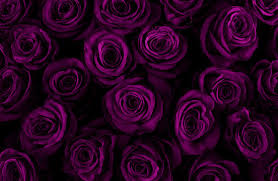 purple rose images parcourir 833 245
