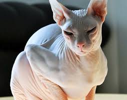 6 strange breeds of hairless cats