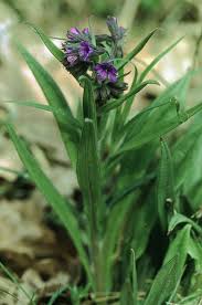 Pulmonaria angustifolia - Wikipedia